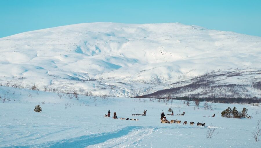 Tromsø: Husky Sled Self-Drive with Traditional Lunch - Key Highlights You’ll Care About
