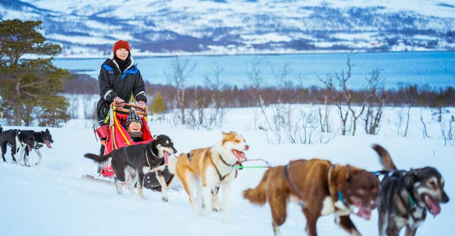 Tromsø: Husky Sled Self-Drive with Traditional Lunch - Why Tromsø Huskies Feel Different From a Typical Tour