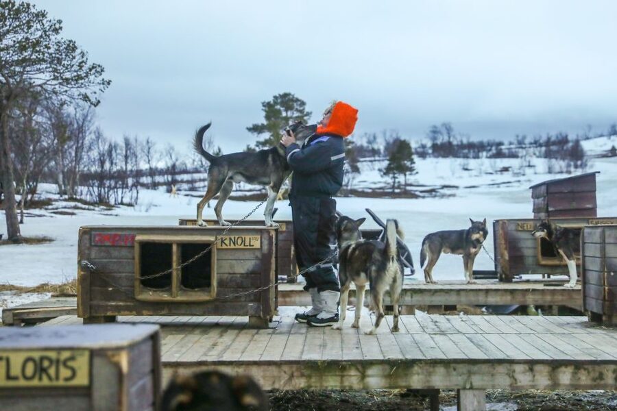Tromsø: Husky Sled Self-Drive with Traditional Lunch - Puppy Time and a Real Look at the Husky Farm