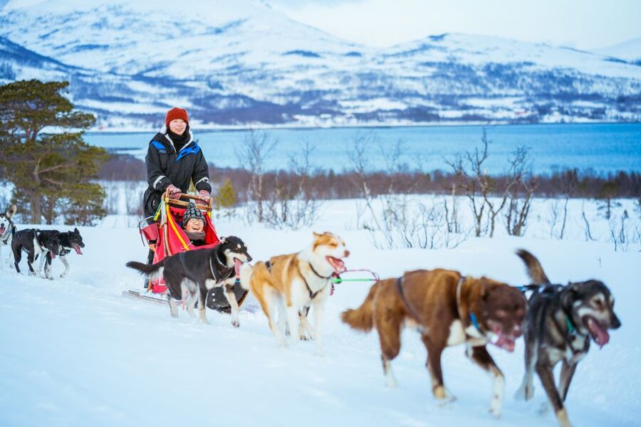 Tromsø: Husky Sled Self-Drive with Traditional Lunch - Price and Value: Is $282 Worth It?