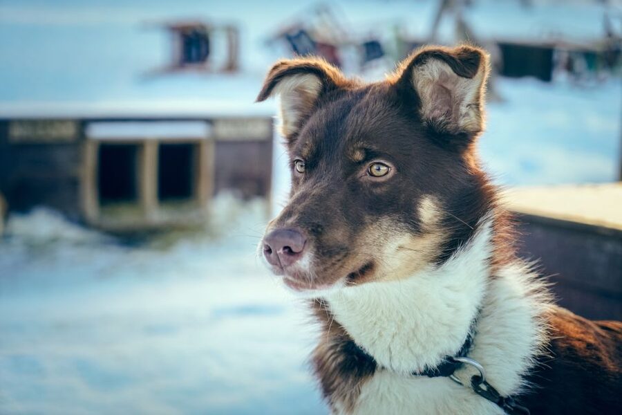 Tromsø: Husky Sled Self-Drive with Traditional Lunch - Who This Tour Is Best For (and Who Should Skip It)