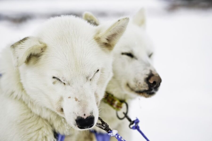 Tromsø: Husky Sled Self-Drive with Traditional Lunch - Meeting Outside Radisson Blu and Getting Winter Ready