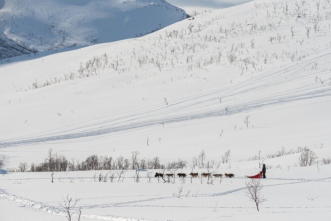 Tromsø: Kvaløya & Sommarøy Guided Fjord Tour with Lunch - How the guide affects your day (Lorenzo, Vera, Gaia, Andrea)