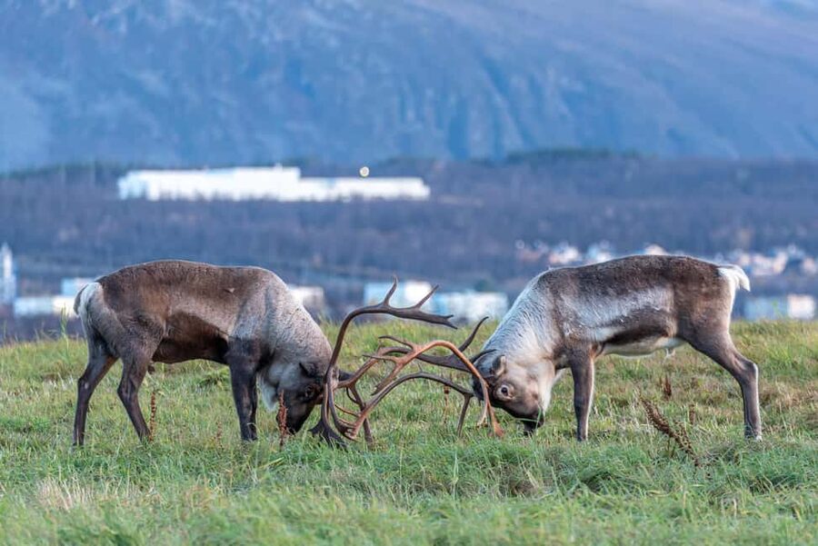 Tromsø: Kvaløya & Sommarøy Guided Tour - Key things to know before you go