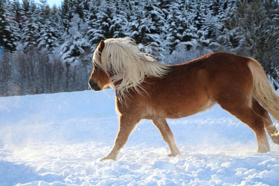 Tromsø: Lyngen Horse Stud Farm Visit - Key things you should know before you go