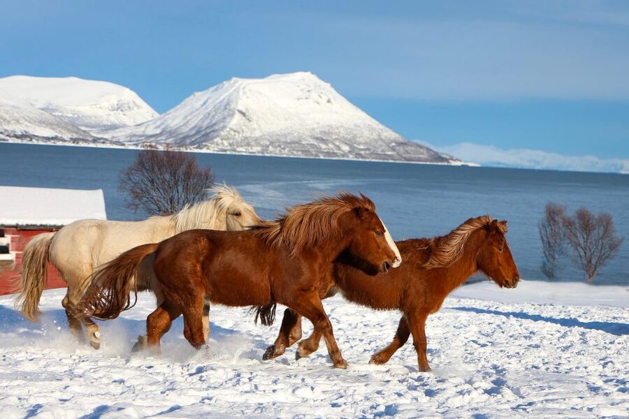 Tromsø: Lyngen Horse Stud Farm Visit - Why this 2-hour Tromsø Lyngshest visit feels like time travel