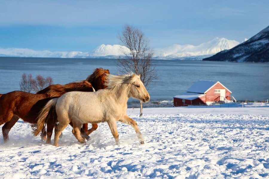 Tromsø: Lyngen Horse Stud Farm Visit - Up close with mares, foals, stallions, and playful youngsters