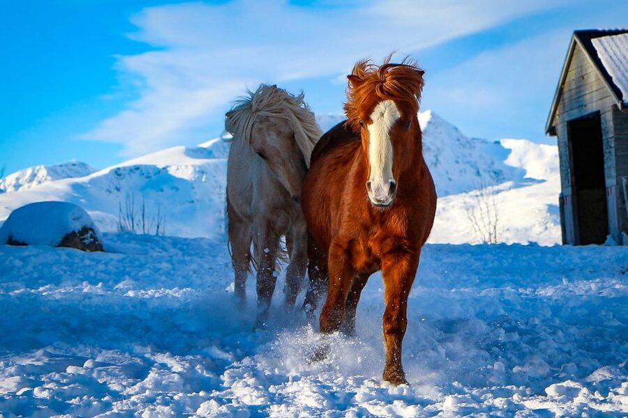 Tromsø: Lyngen Horse Stud Farm Visit - The optional horse ride: how weather changes your morning