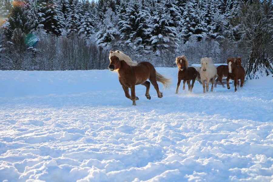 Tromsø: Lyngen Horse Stud Farm Visit - Price of $188 and where the value really comes from