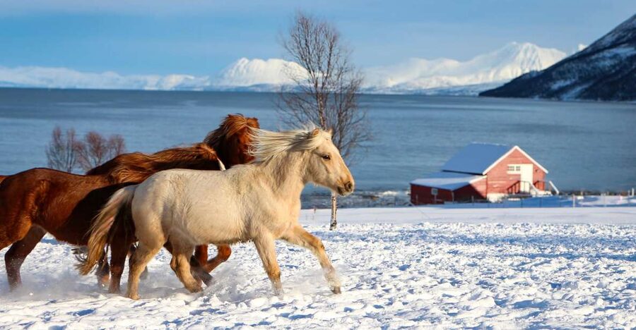 Tromsø: Lyngen Horse Stud Farm Visit - Getting there and what happens before you meet the horses