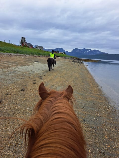 Tromsø: Lyngen Horse Summer Riding Experience - Why the Lyngen Horse Ride Feels Like a Real Arctic Farm Day