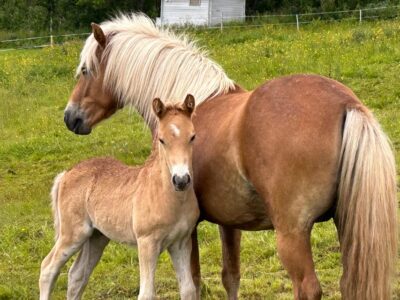 Lyngen Horse Summer Riding Experience
