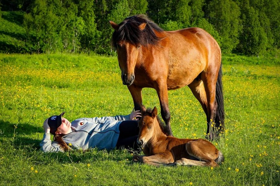 Tromsø: Lyngen Horse Summer Riding Experience - Back at the Stable: Grooming, Thanking Your Horse, and Lefse with a Warm Drink