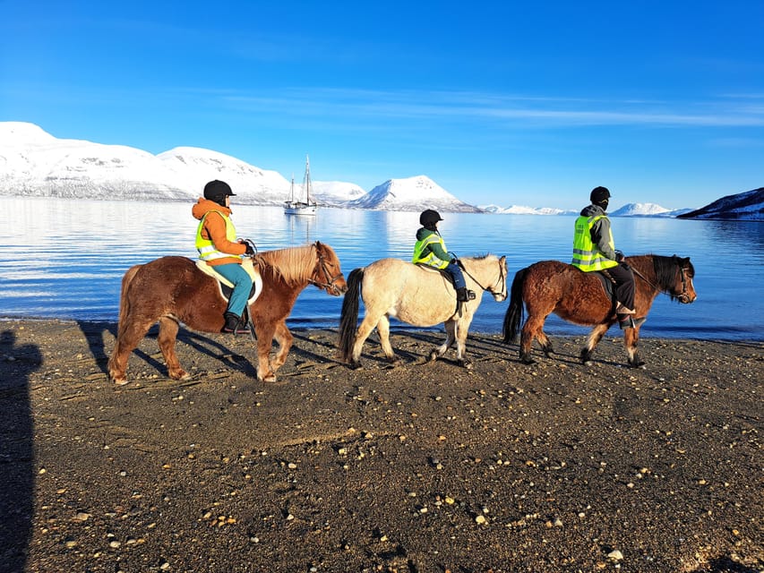Tromsø: Lyngen Horse Summer Riding Experience - Who Should Book This, and Who Should Skip It