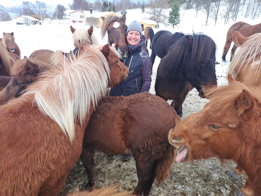 Tromsø: Lyngen Horse Winter Riding Experience - Key points worth knowing before you book