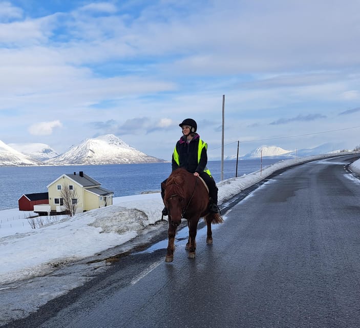 Tromsø: Lyngen Horse Winter Riding Experience - Meeting the Lyngen herd at Tromsø Lyngshest