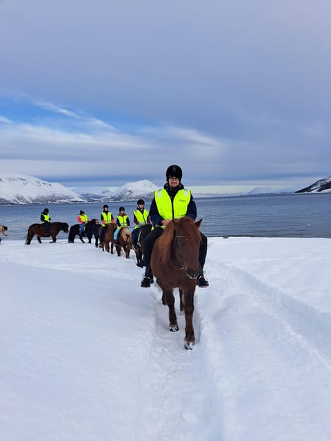 Tromsø: Lyngen Horse Winter Riding Experience - Should you book the Tromsø Lyngshest winter ride?