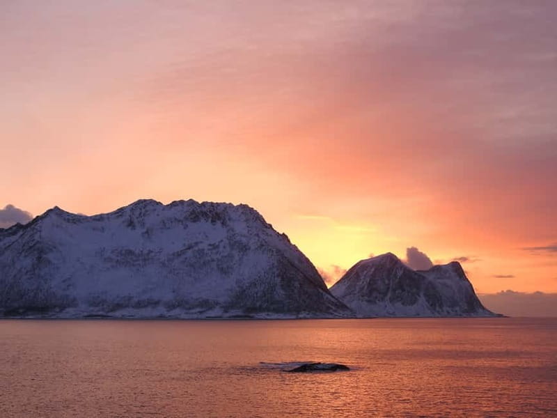 Tromsø: Midnight Sightseeing Cruise All-inclusive - The 3-Hour Itinerary in Plain Language, From Boarding to Return