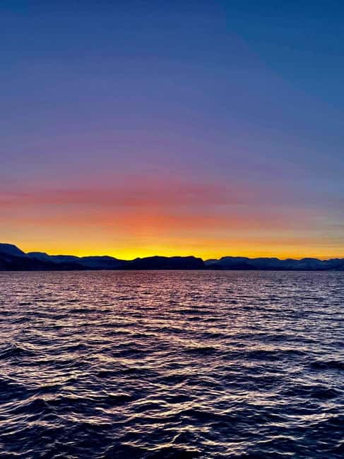 Tromsø: Midnight Sightseeing Cruise All-inclusive - Wildlife Watching: Sea Eagles, Birds, and the Chance of Whales