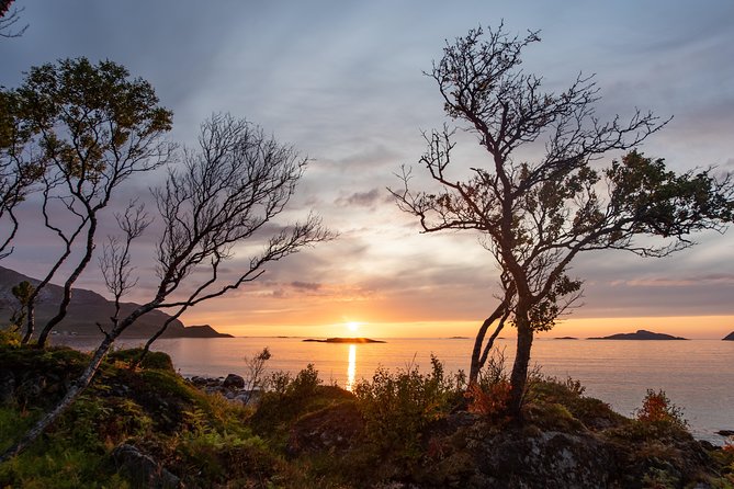 Tromsø: Midnight Sun with Campfire with Wandering Owl - When Reindeer Show Up, the Evening Gets Even Better