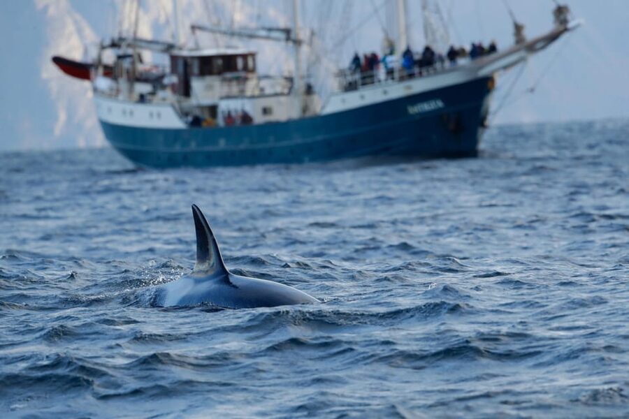 Tromsø: Orca and Whale Watching comfort heated boat Trip - The long day from Tromsø to Skjervøy, and why it matters