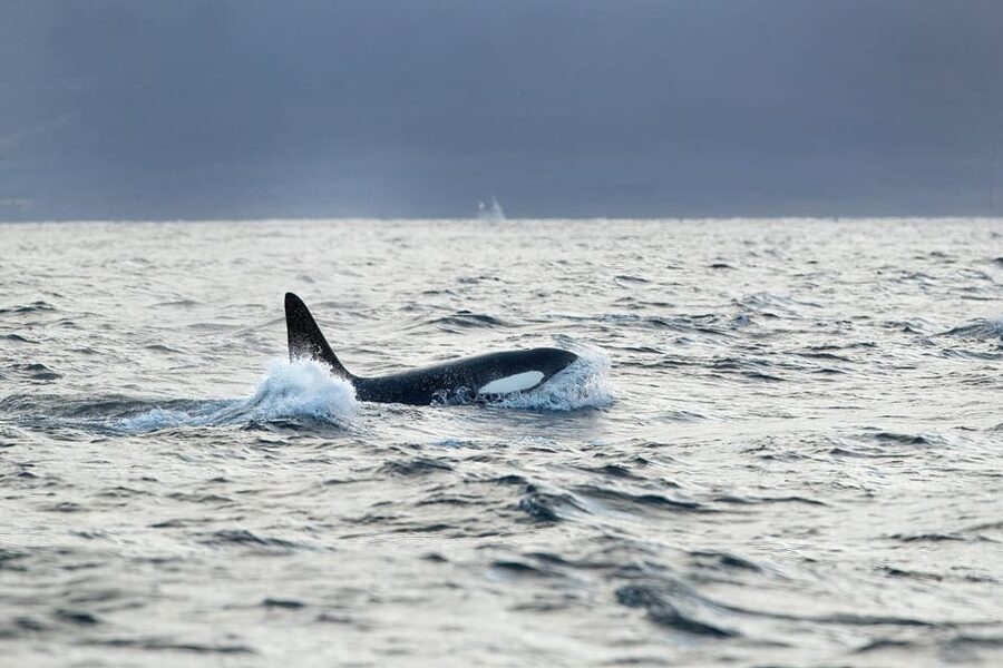 Tromsø: Orca and Whale Watching comfort heated boat Trip - How the captain and guide search for orcas and humpbacks