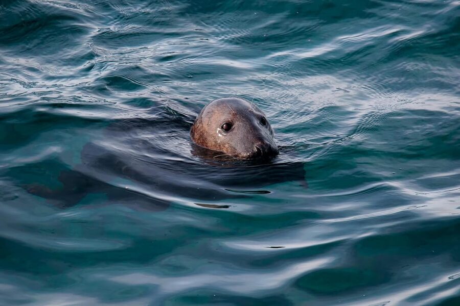 Tromsø: Orca and Whale Watching comfort heated boat Trip - The Skjervøy whale-watching window: 3 hours on the water