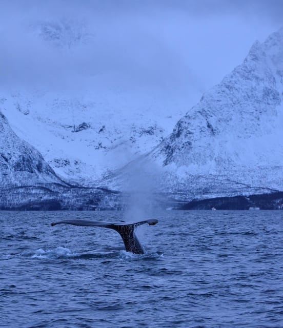 Tromsø: Orca and Whale Watching comfort heated boat Trip - Photography tips that help you get usable shots