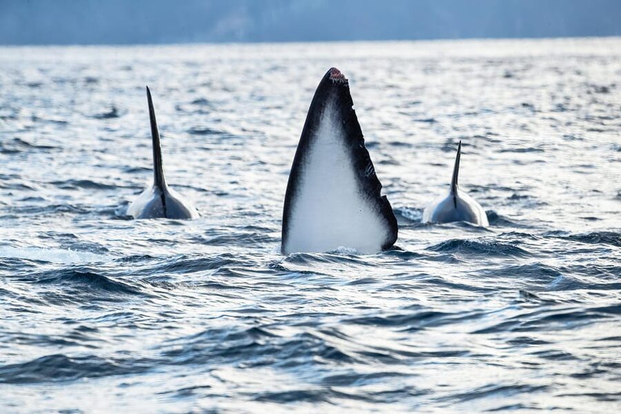Tromsø: Orca and Whale Watching comfort heated boat Trip - What it feels like on the water, when conditions are not perfect