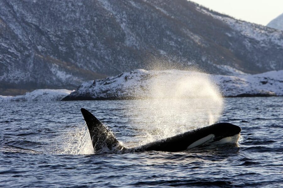 Tromsø: Orca and Whale Watching comfort heated boat Trip - Small group size: better angles, less crowd chaos