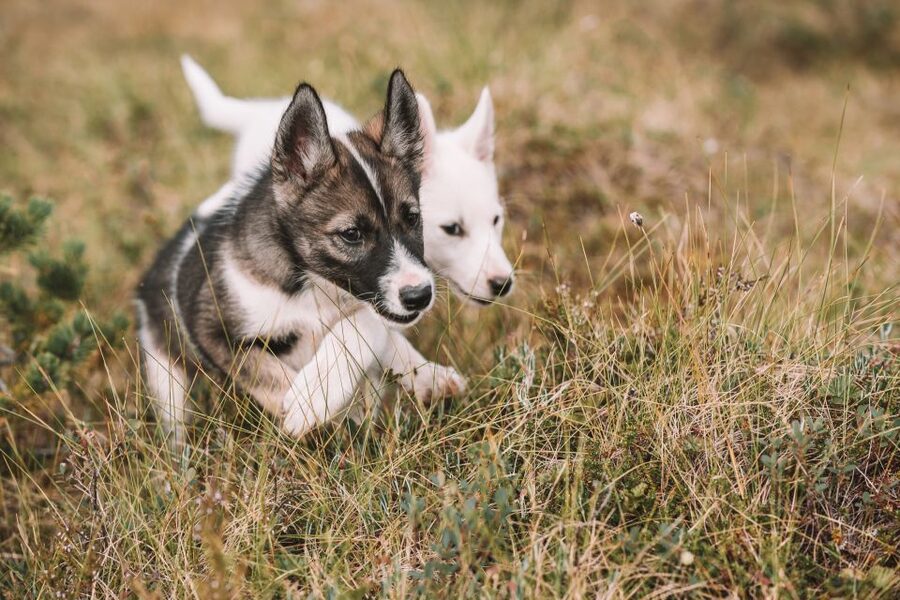 Tromsø: Puppy Training at the Husky Kennel with Lunch - The Husky Kennel Setup: 200 Alaskan Huskies, With a Purpose