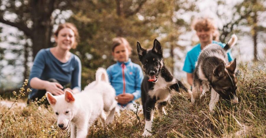 Tromsø: Puppy Training at the Husky Kennel with Lunch - Cuddles and Yard Time With Older Dogs: Learn How Husky Life Works
