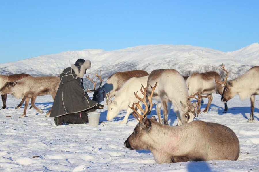 Tromsø: Reindeer Camp and Sami Cultural Tour with Lunch - Getting to the Tromsø Reindeer Camp by bus, and where to stand at the terminal