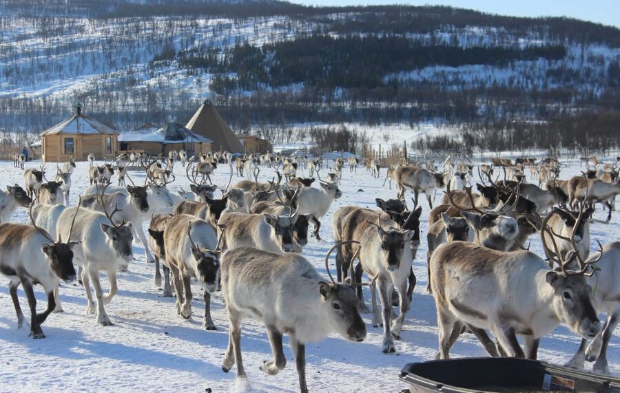 Tromsø: Reindeer Camp and Sami Cultural Tour with Lunch - Warm drinks and a Sami meal by the fire: what lunch feels like after time outside