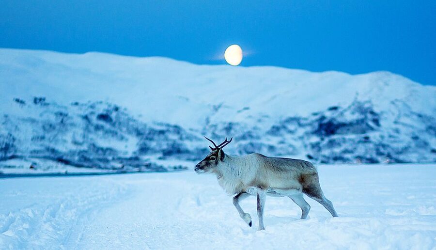 Tromsø: Reindeer Camp Dinner with Chance of Northern Lights - Price and Value: What $163 Per Person Buys You in Real Terms