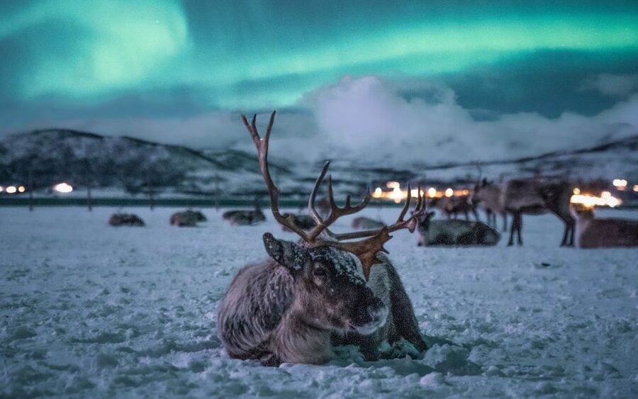 Tromsø: Reindeer Camp Dinner with Chance of Northern Lights - Why Tromsø’s Reindeer Camp Dinner Feels Different Than a Normal Aurora Stop
