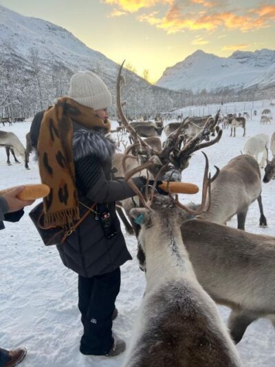Reindeer Experience at a Sami Camp