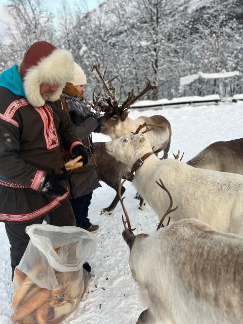 Tromsø: Reindeer Experience at a Sami Camp - Small group size in winter: why max 32 changes the experience