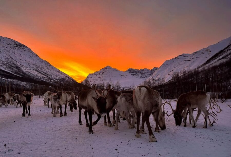 Tromsø: Reindeer Experience at a Sami Camp - Who should book this, and who should skip it