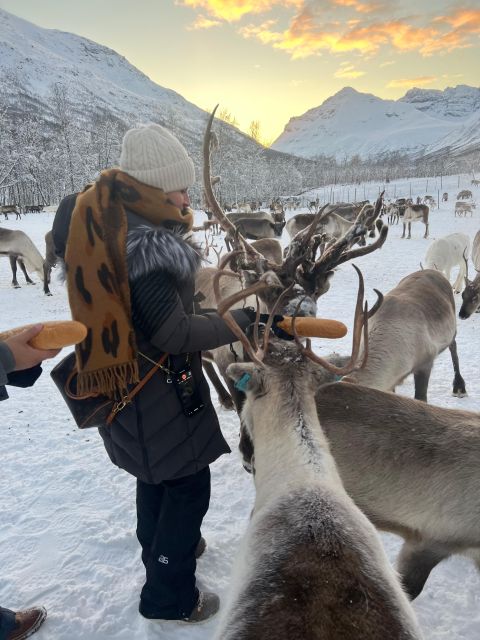 Tromsø: Reindeer Experience at a Sami Camp - The Sami welcome: culture, family stories, and joik by the fire