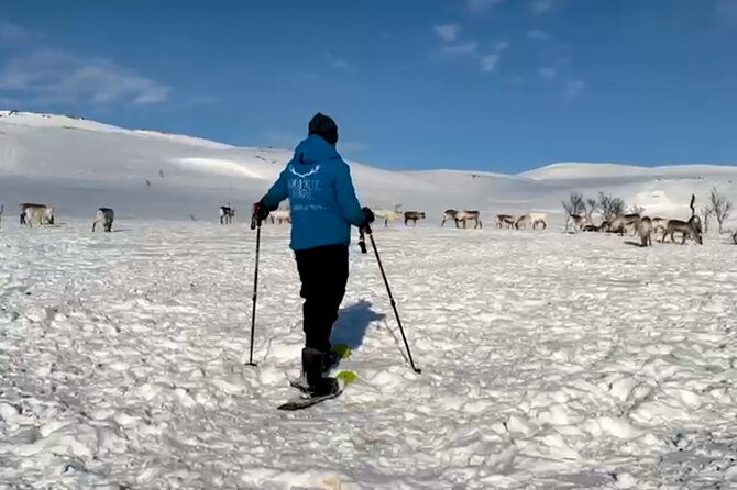 Tromso: Reindeer Feeding and Snowshoeing Tour with Lunch - What’s included, what’s not, and the gear reality