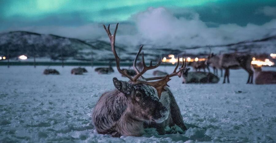 Tromsø: Reindeer Sled, Dinner, and Chance of Northern Lights - Key things I’d circle on your plan