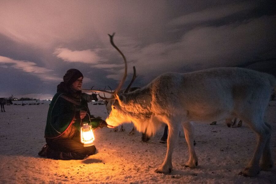 Tromsø: Reindeer Sled, Dinner, and Chance of Northern Lights - Hand-feeding reindeer at night: up close, a little wild, and oddly calming