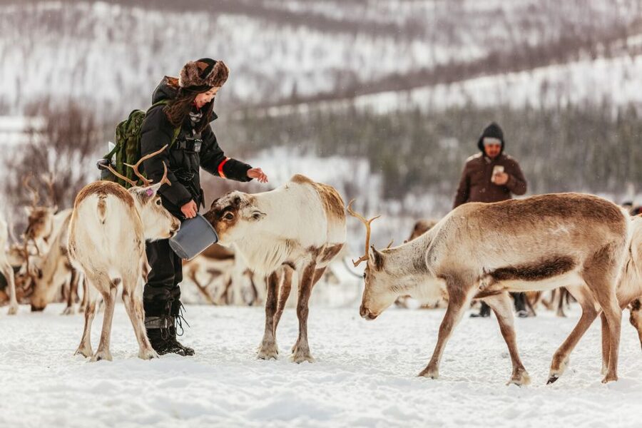 Tromsø: Reindeer Sledding & Feeding with a Sami Guide - Key points worth prioritizing