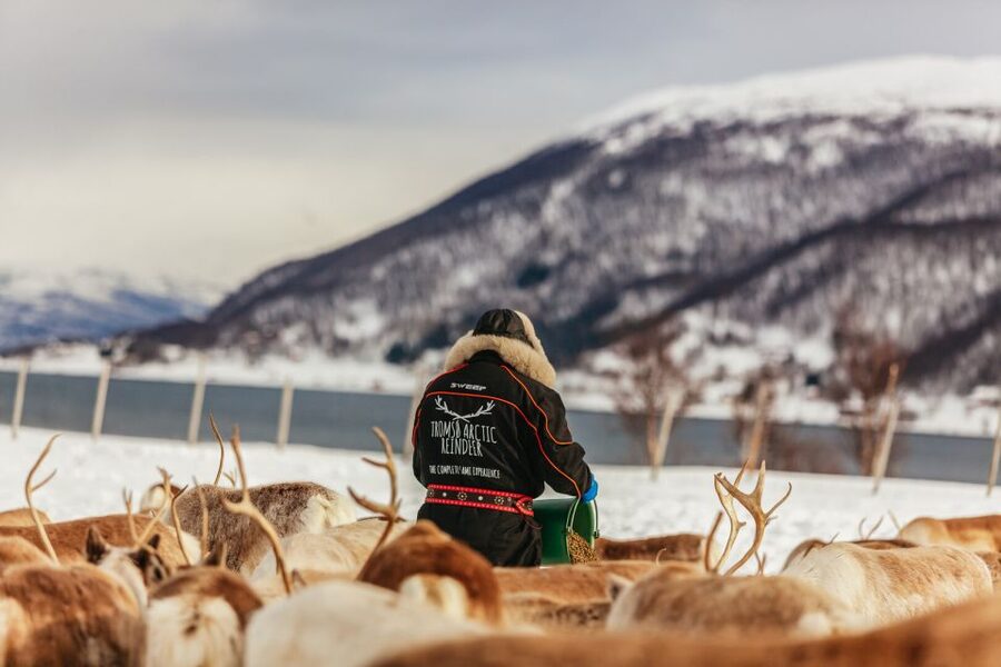Tromsø: Reindeer Sledding & Feeding with a Sami Guide - Who Should Book This Reindeer and Sami Culture Tour