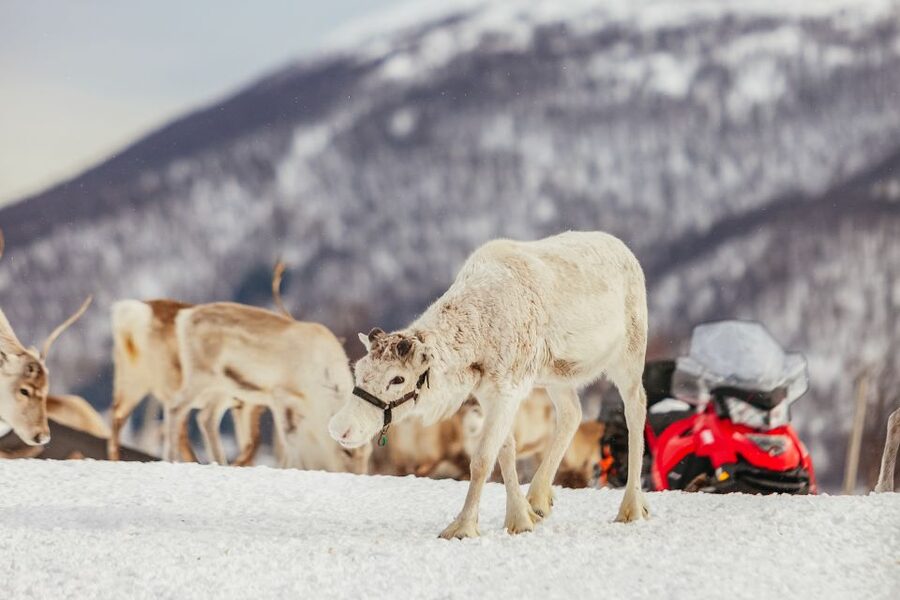 Tromsø: Reindeer Sledding & Feeding with a Sami Guide - Tromsø, Sami Camp, Done in 4 Hours