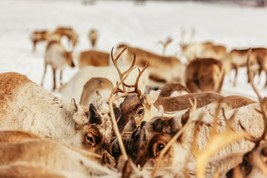 Tromsø: Reindeer Sledding & Feeding with a Sami Guide - The Bus Ride Out, and What It Sets Up
