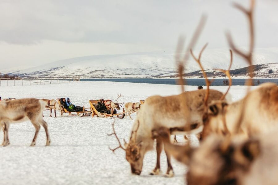 Tromsø: Reindeer Sledding & Feeding with a Sami Guide - Reindeer Sledding: Calm Ride Through Snowy Country