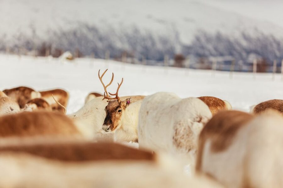 Tromsø: Reindeer Sledding & Feeding with a Sami Guide - Feeding 300 Reindeer: The Part You’ll Remember