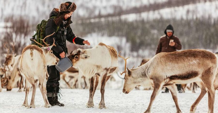 Tromsø: Reindeer Sledding & Feeding with a Sami Guide - Warm-Up Time in the Lavvu, Lunch by the Fire